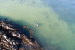 1_DJI_0953